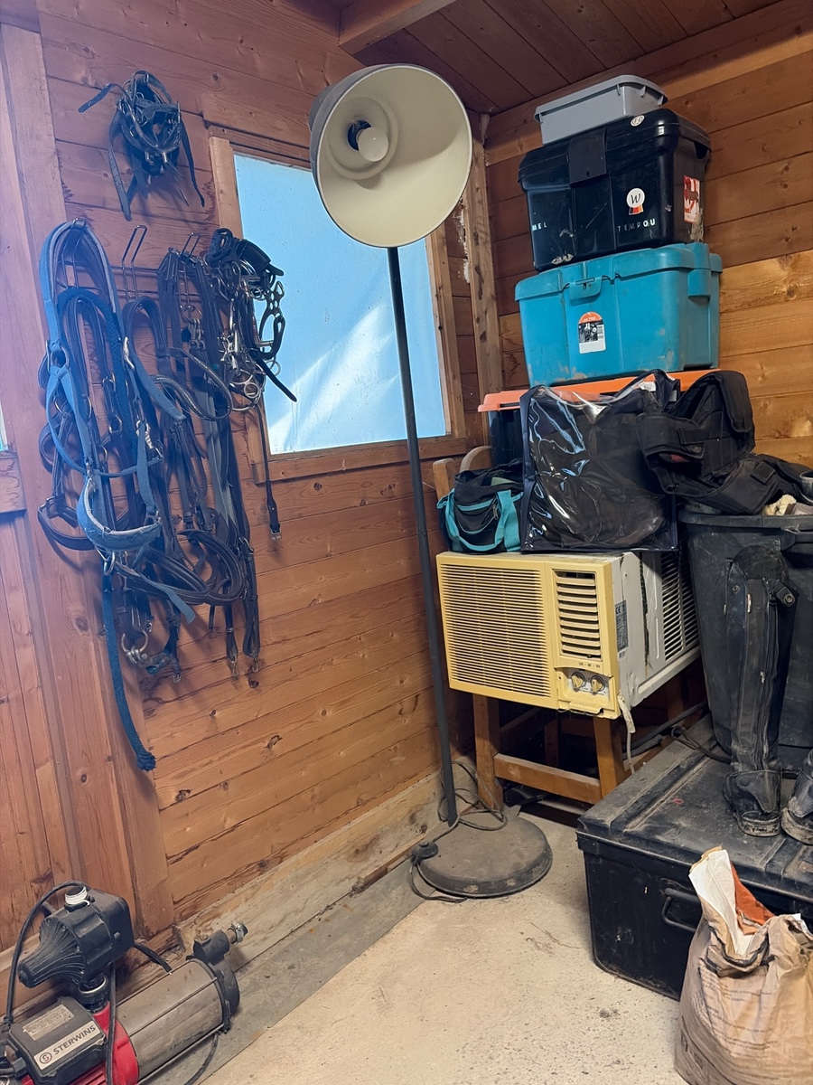 Pur sang anglais 5 ans à vendre Saint Laurent de la Salanque